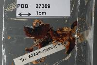 Cortinarius castaneiceps image
