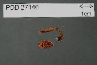 Lepiotula adusta image