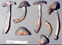 Cortinarius aerugineoconicus image