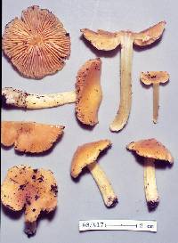 Hygrocybe striatolutea image