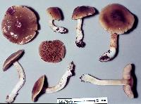 Cortinarius viscostriatus image