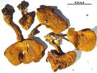 Gymnopilus mesosporus image