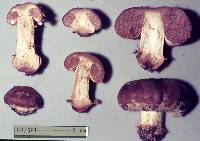 Cortinarius napivelatus image