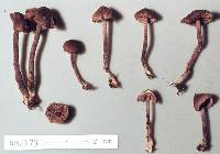 Inocybe umbrosa image