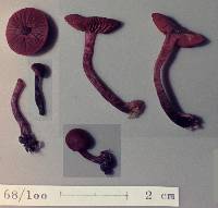 Dermocybe purpurata image