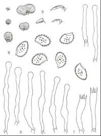 Pyrrhoglossum viriditinctum image