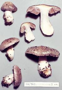 Cortinarius marmoratus image