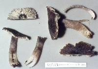 Image of Neohygrocybe squarrosa