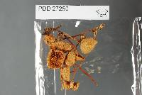 Entoloma neosericellum image