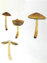 Inocybe scabriuscula image