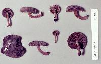 Simocybe unica image