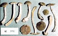 Cortinarius aegrotus image