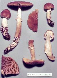 Cortinarius elacatipus image