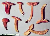 Hygrocybe cavipes image