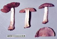 Cortinarius alboroseus image