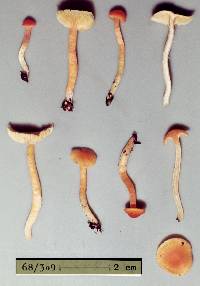 Camarophyllus aurantiopallens image