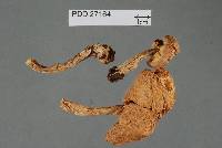 Cortinarius meleagris image