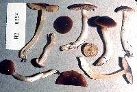 Cortinarius castaneiceps image