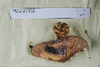 Agaricus bambusae image