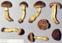 Dermocybe leptospermorum image