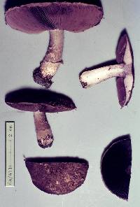 Agaricus horakii image