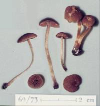 Image of Simocybe luteomellea