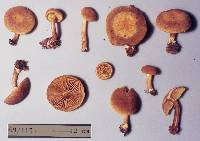 Image of Phaeomarasmius aureosimilis