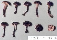 Inocybe phaeosquarrosa image