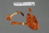 Cortinarius elacatipus image