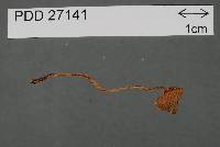 Lepiotula calcarata image