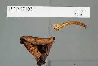Agaricus viridopurpurascens image