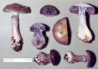 Cortinarius taylorianus image