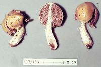 Cortinarius luteobrunneus image