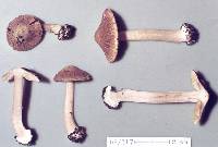 Image of Astrosporina graveolens