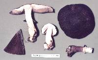 Agaricus lanatoniger image