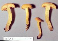 Hygrocybe cerinolutea image