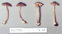 Inocybe luteobulbosa image