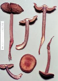 Phaeocollybia ratticauda image