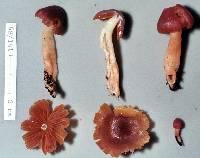 Hygrocybe conspicua image