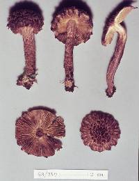 Inocybe strobilomyces image