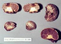Cortinarius anisodorus image