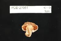 Cortinarius violaceovolvatus image