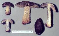 Cortinarius elaiochrous image