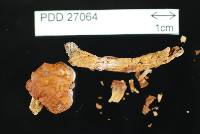 Cortinarius epiphaeus image