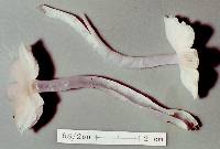 Hygrocybe rosella image