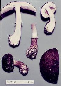 Agaricus purpureoniger image