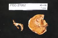 Cortinarius pisciodorus image