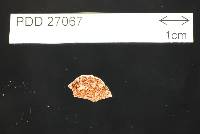 Cortinarius flavidulus image