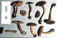 Cortinarius phaeochlorus image