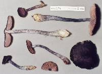 Entoloma haastii image